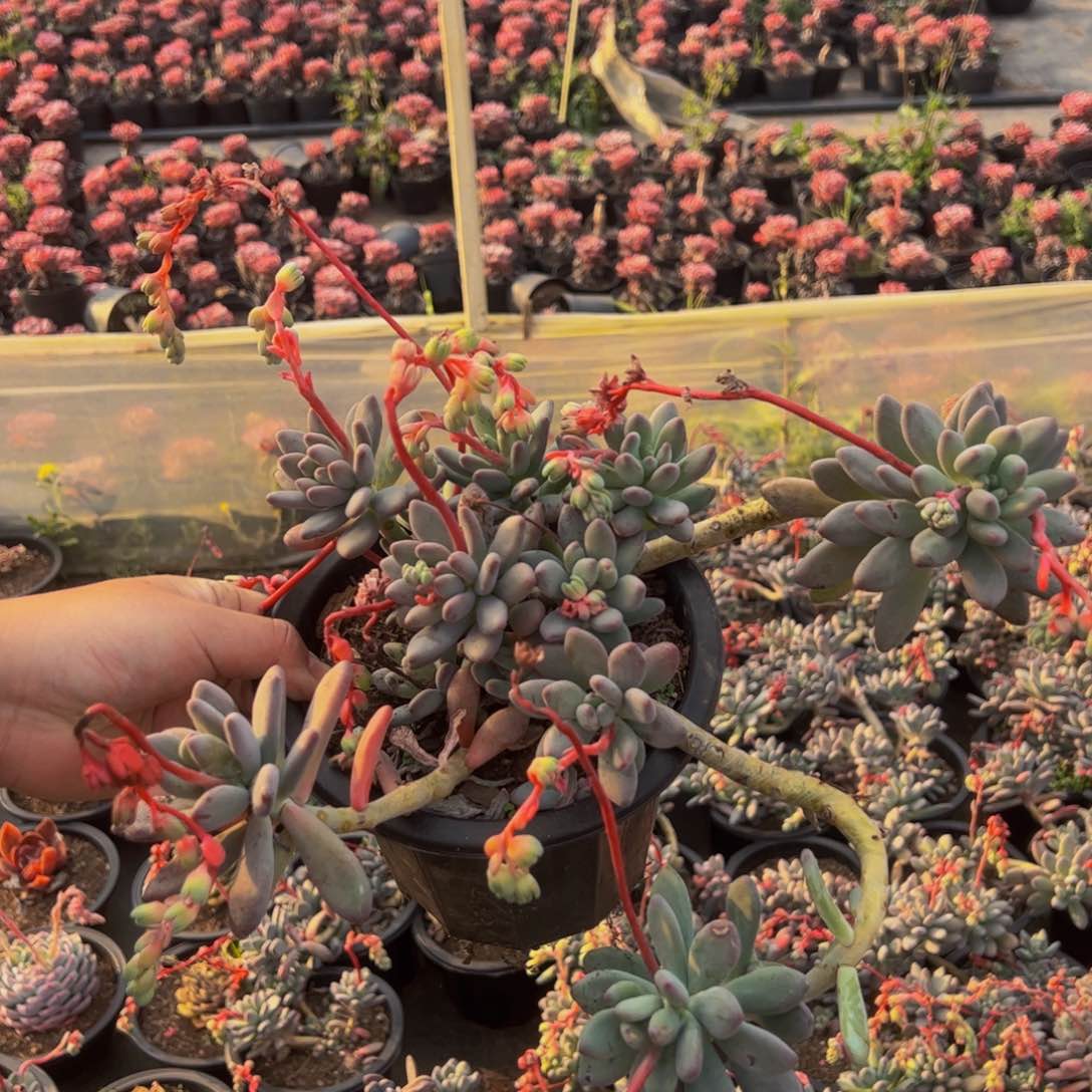 苹果美人大飘枝老桩