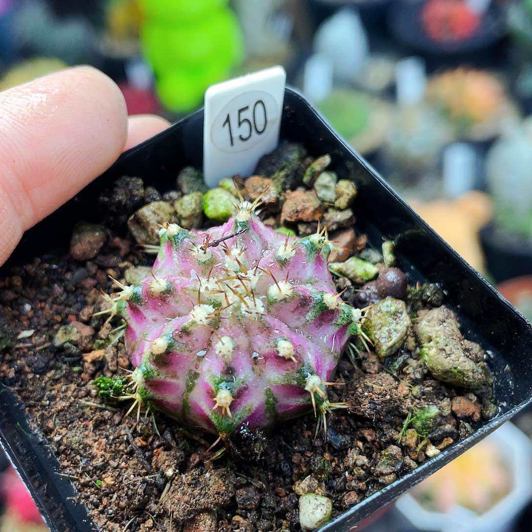 非偏远地区满25包邮仙人球