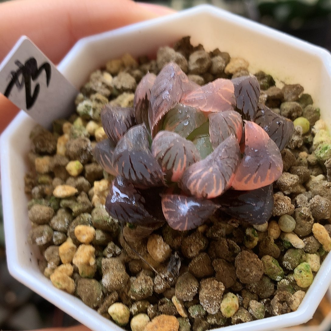 紫罗兰玉露锦带UFO土