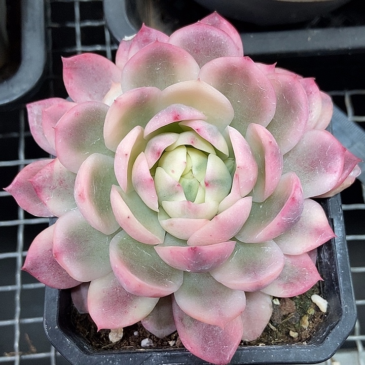 韩水晶锦多肉植物