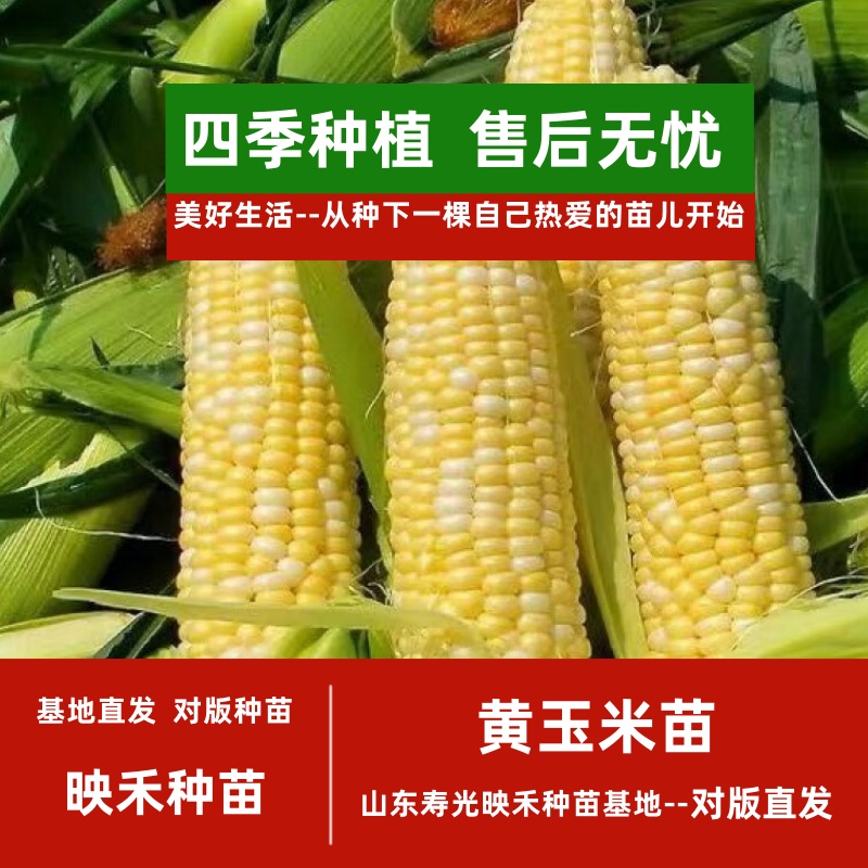 玉米苗黄玉米苗彩玉米苗糯玉米苗四季高产春季种植开春福利寿光发