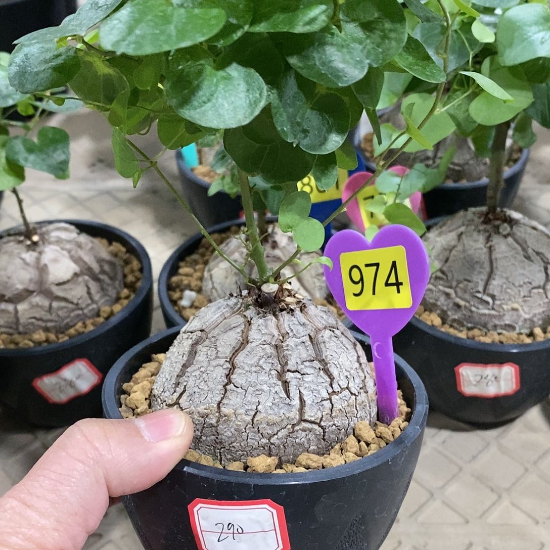 南非龟甲龙龟甲龙