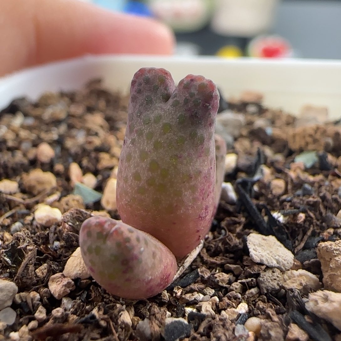 1050/955d斑马/三头