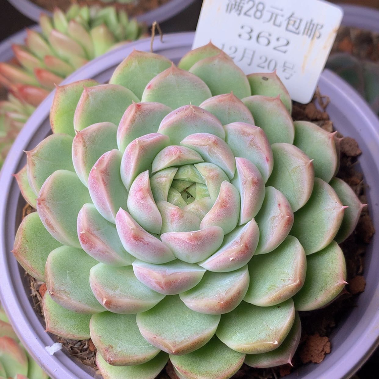 【闪购商品】云362号