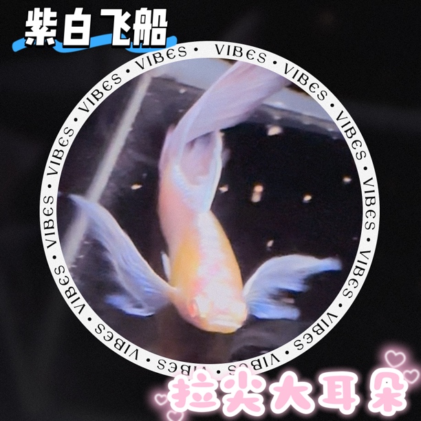紫白飞船拉尖大耳朵精品孔雀鱼高品质基因稳定新手好养耐活好繁殖