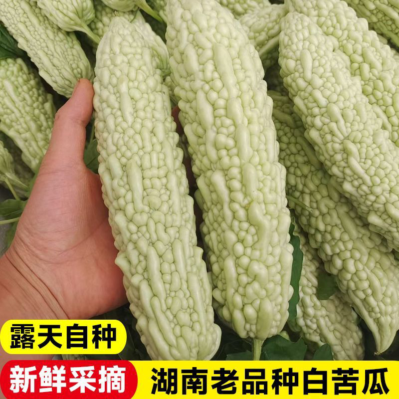 湖南农家自种白珠苦瓜新鲜现摘可即食当季蔬菜