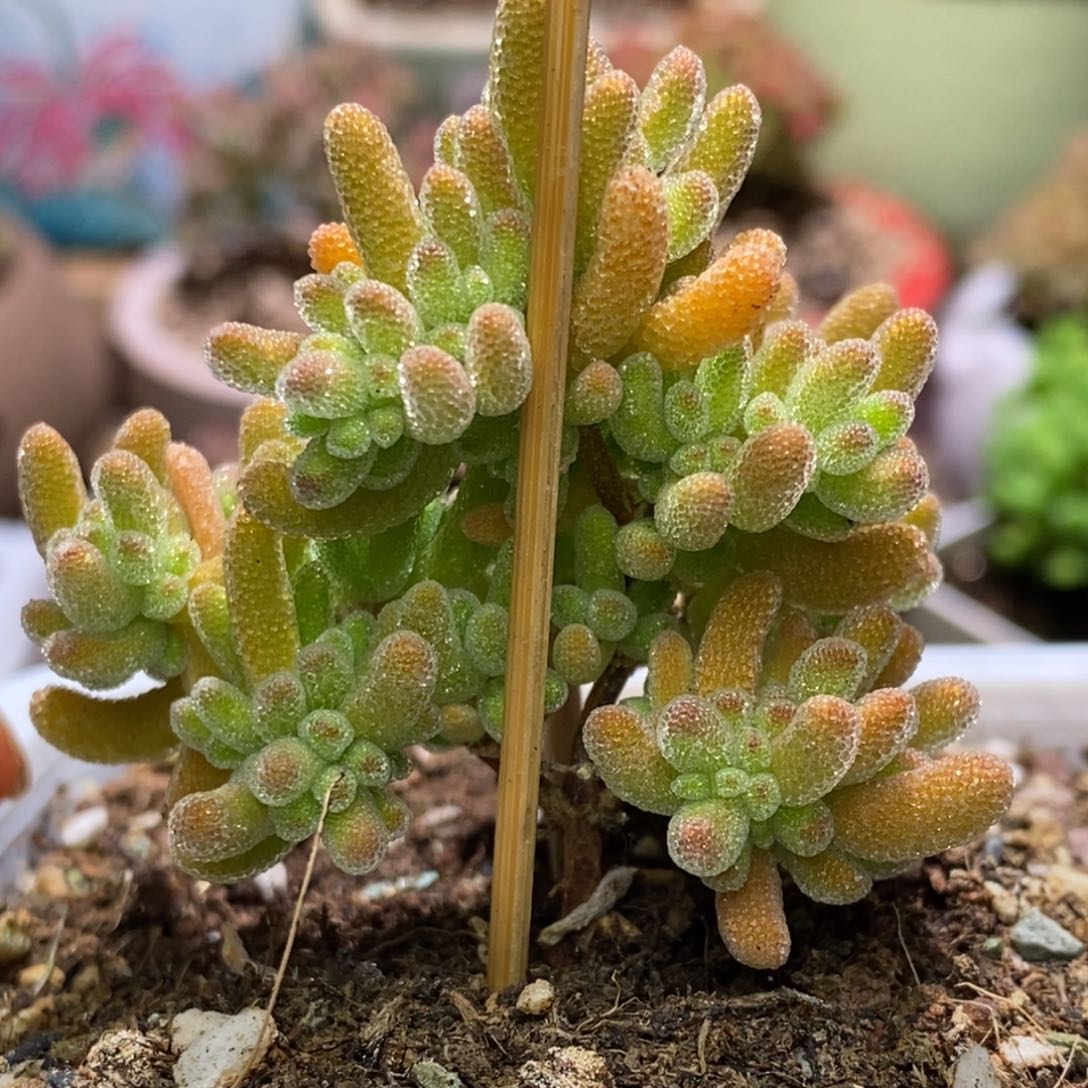 冰晶杂枝干番杏A345