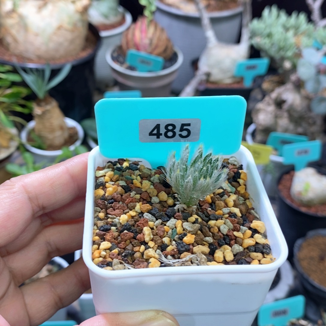 沃特斯大型金刚钻