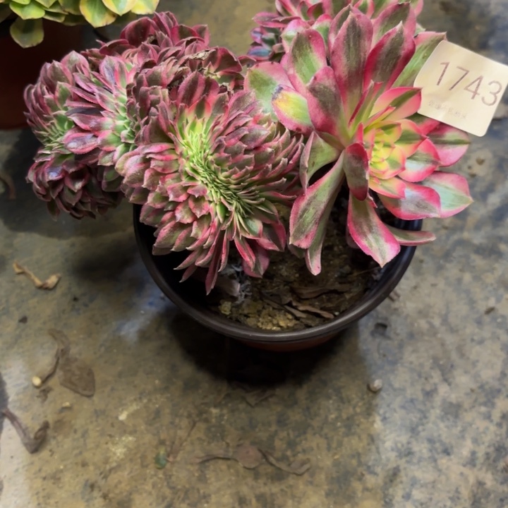 倾城坠多肉处理不包断头1743