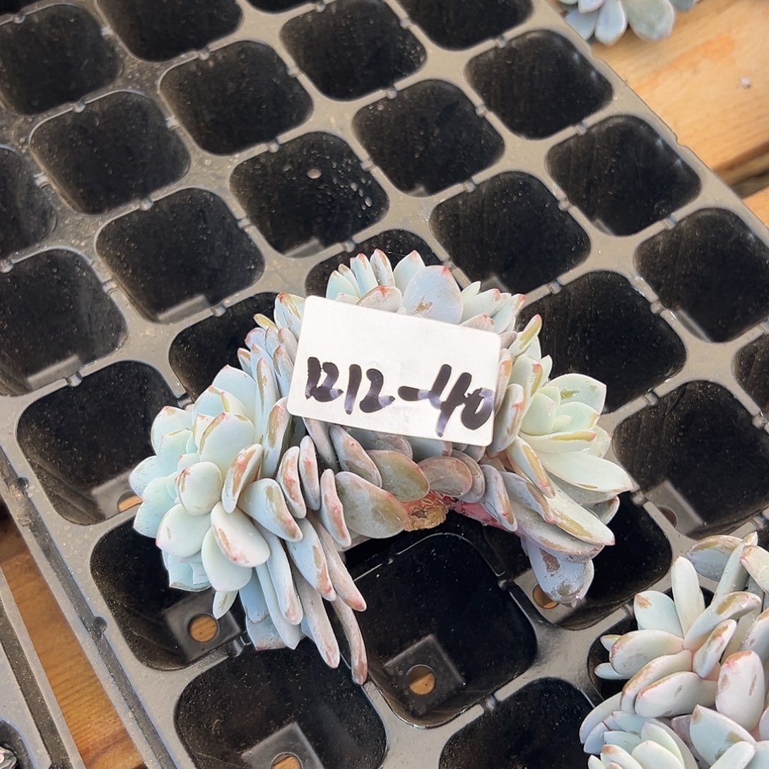 1212-40奶盖缀多肉自己发根