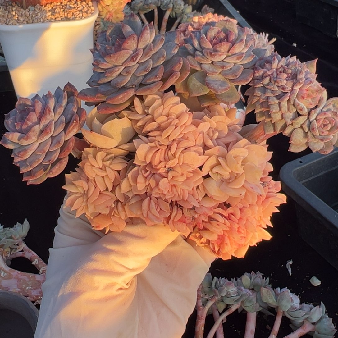 呜****广告价格 新年快乐 新年快乐