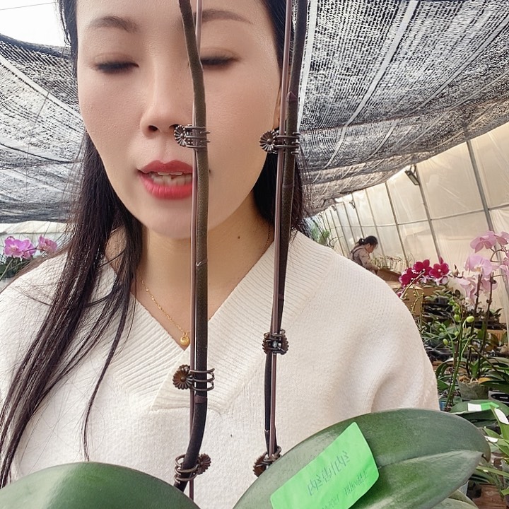 无花朵纳博纳蝴蝶兰