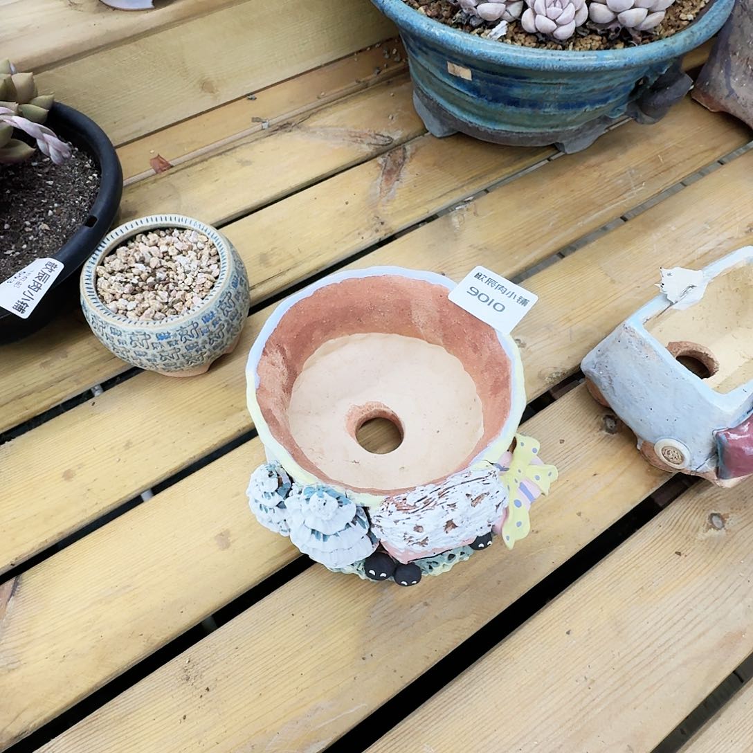 多肉植物白狐盆9010