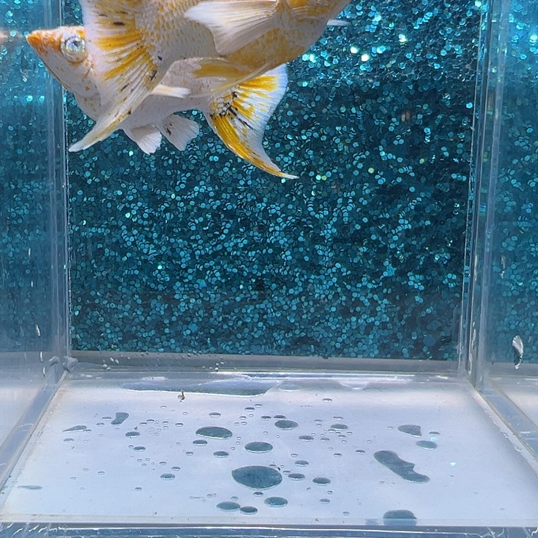 孔雀鱼皮卡丘玛丽一对0040