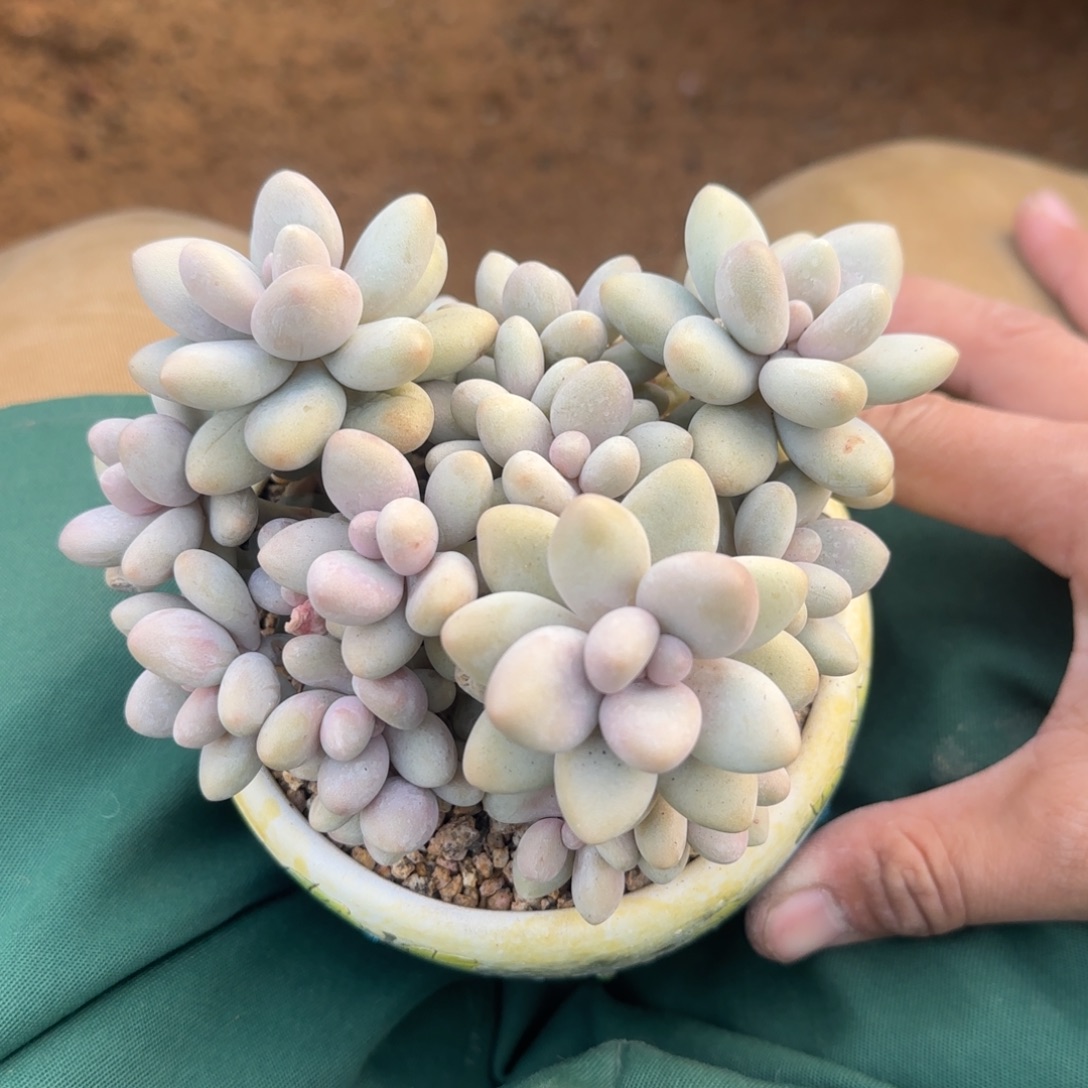 米多丽群生五十包邮