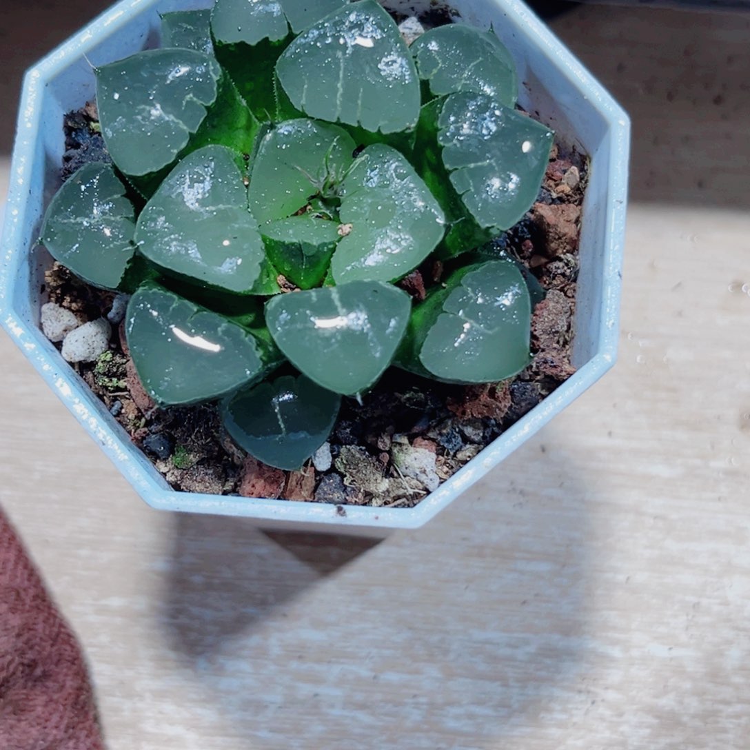 姬翠寿多肉植物6666