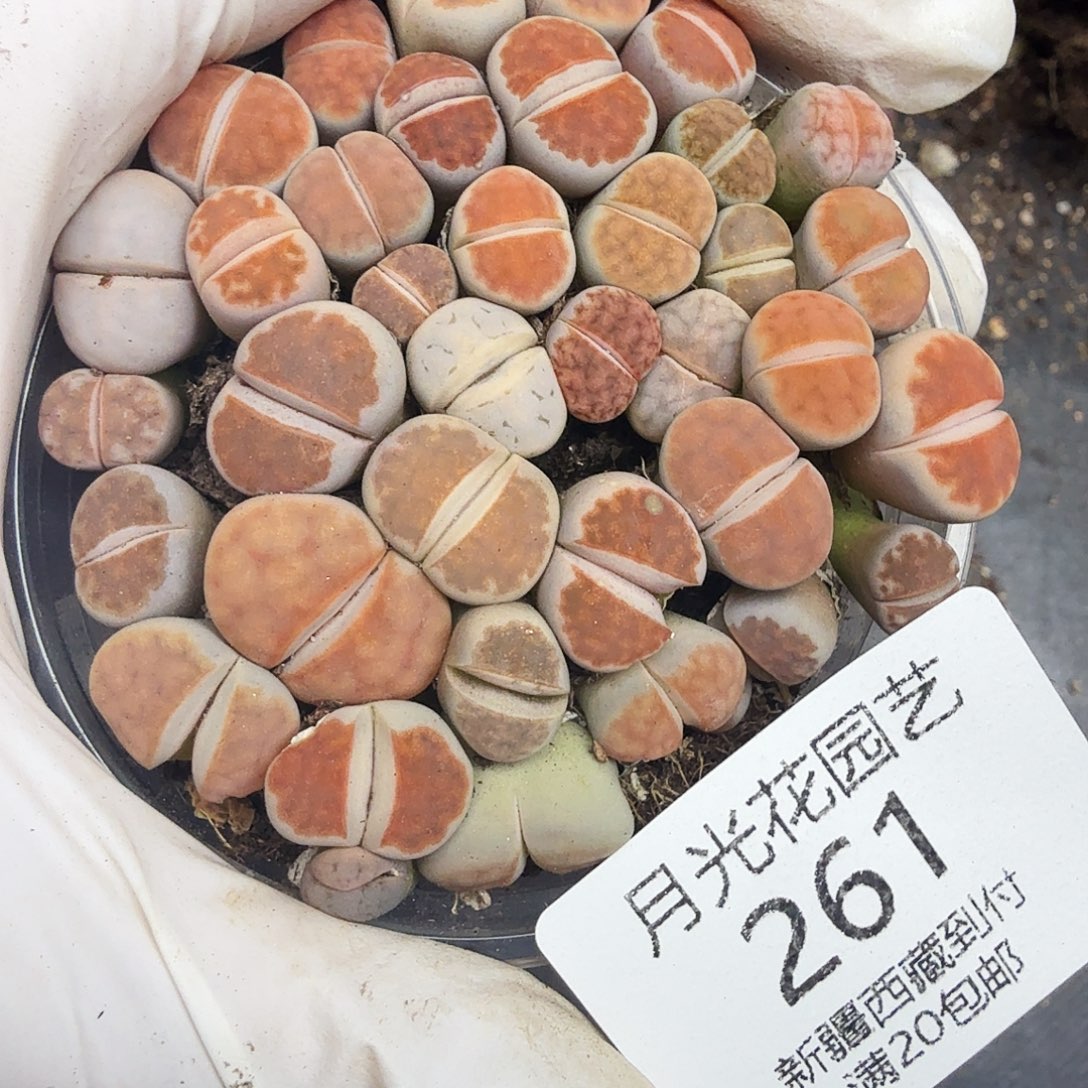 不要说对不起哦261是