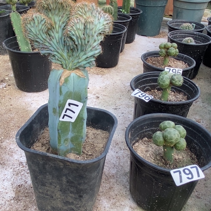 锦****龙神嫁接龙神缀化771