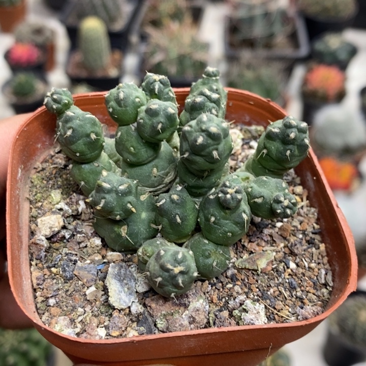 骑兵团扇特价福利