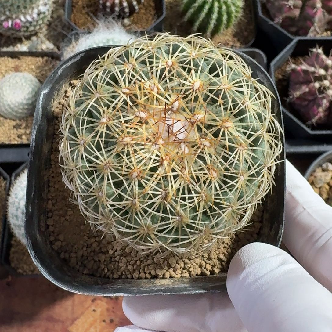 儒衣仙人球123456