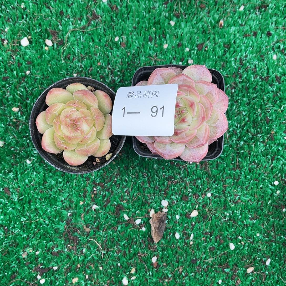 多肉杂交一物一拍1-91