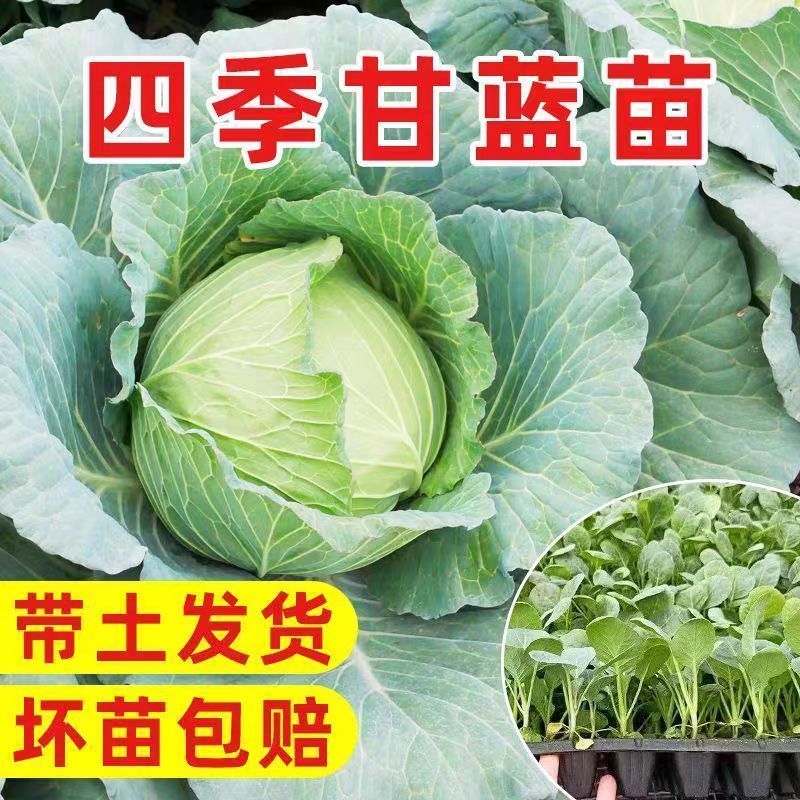 老品种包菜秧苗薄皮脆甜松包莲花白带土发货