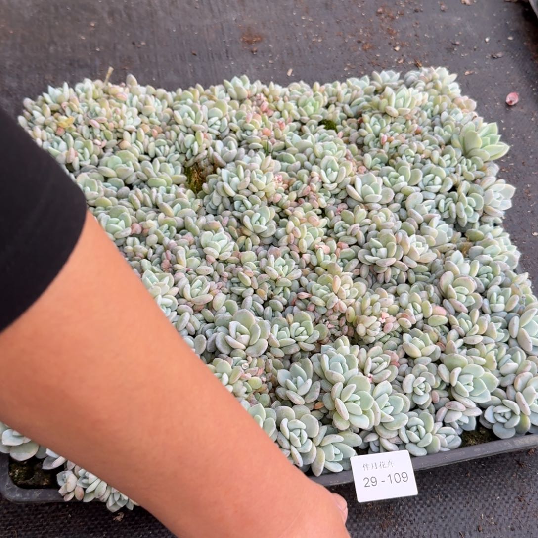 多肉杂交一物一拍29-109