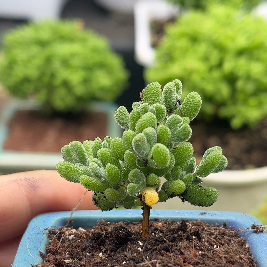 19实生莱斯带盆优选枝干