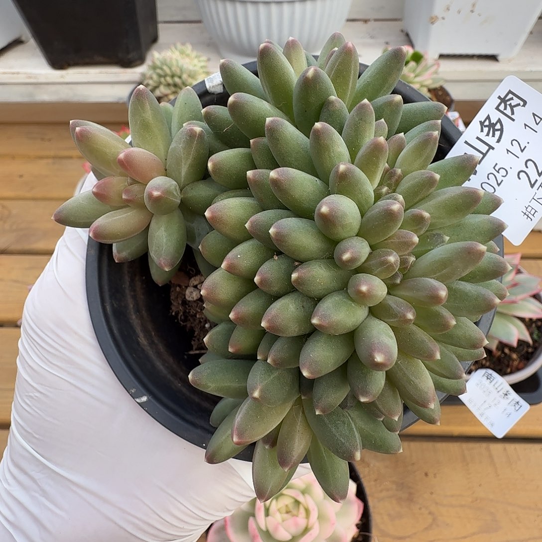 伊卡露诗缀11214-22