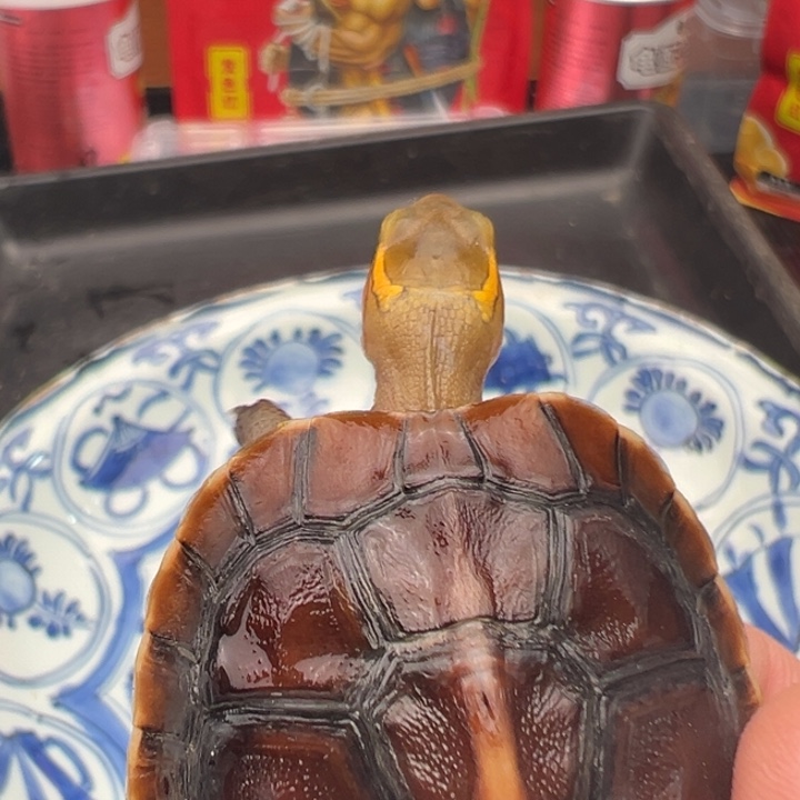 你***坏绿毛龟母我也想要这样一个人的