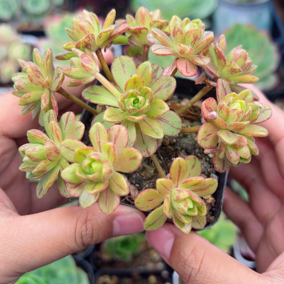 Y741半城玫瑰橄榄系列