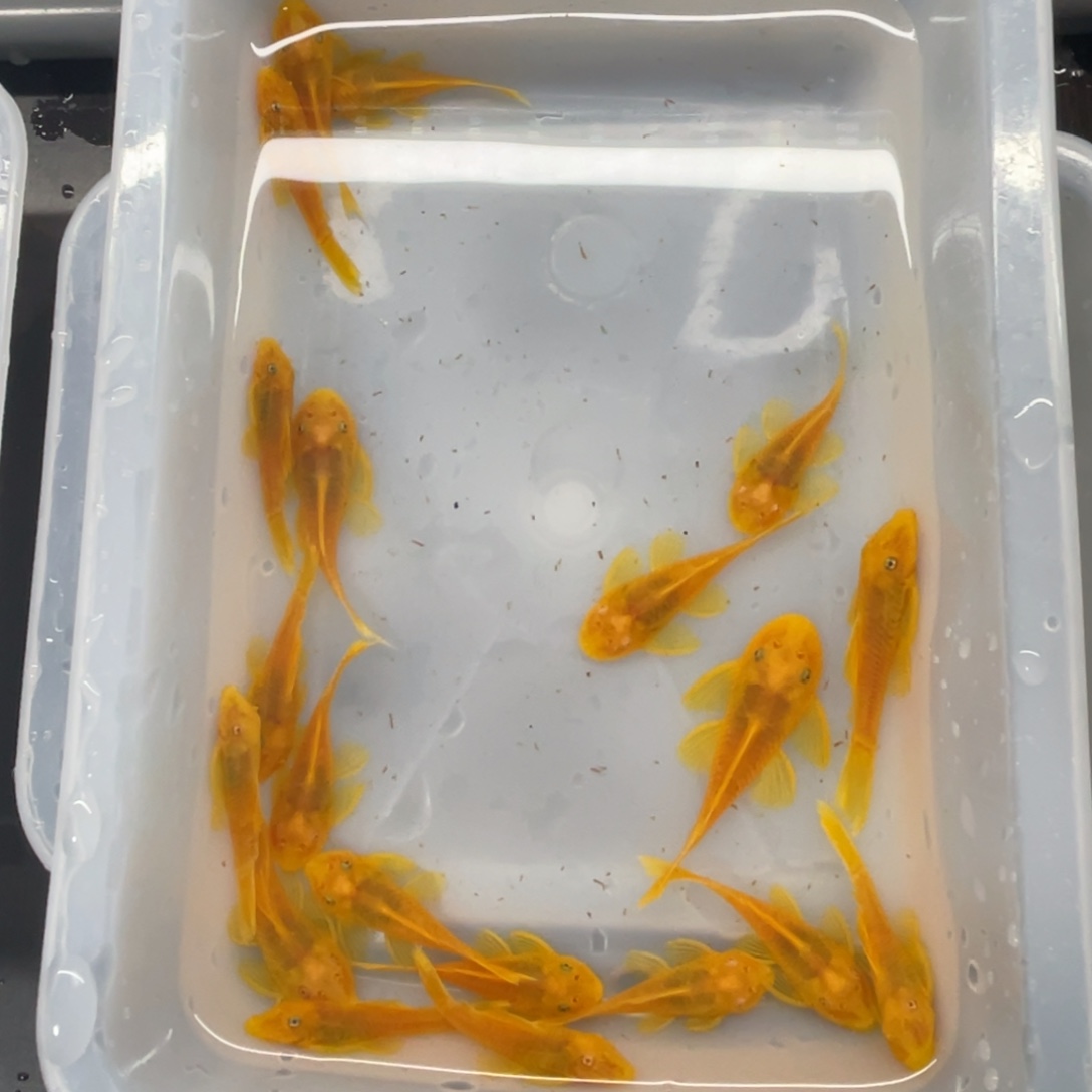 清道夫鱼中号胡子20条开箱视频报损