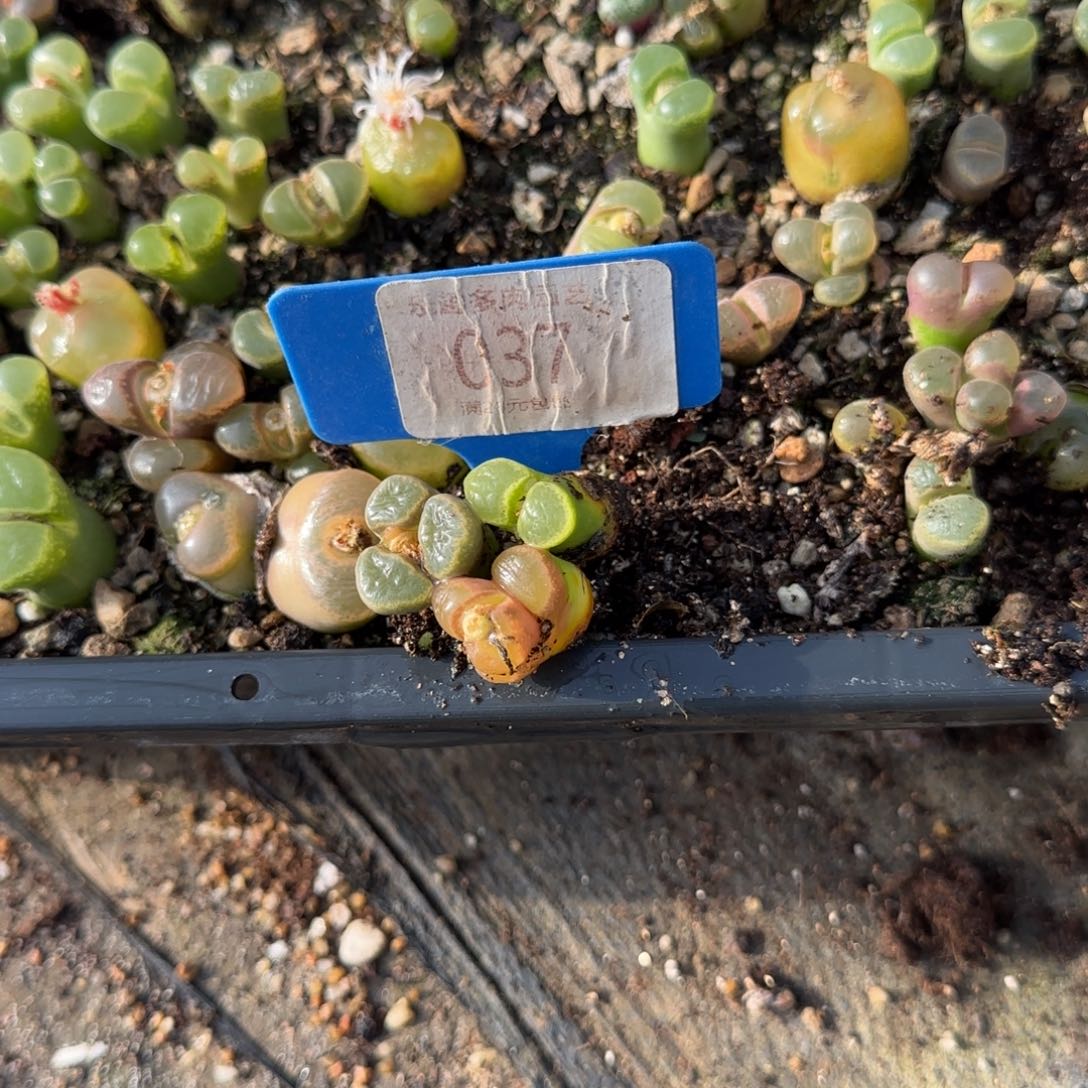 小***妹多肉植物，风铃奔驰还有两颗