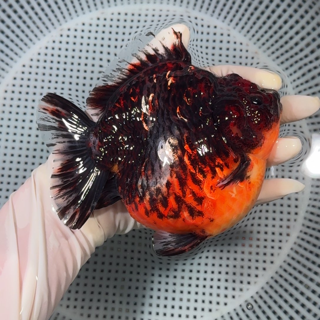 金鱼精品高货短尾将军狮