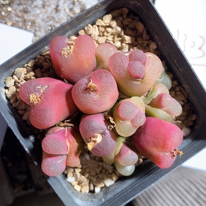 31303。  群生蟠桃。  