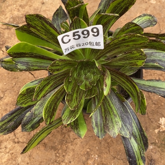 599原始绿水墨多肉植物