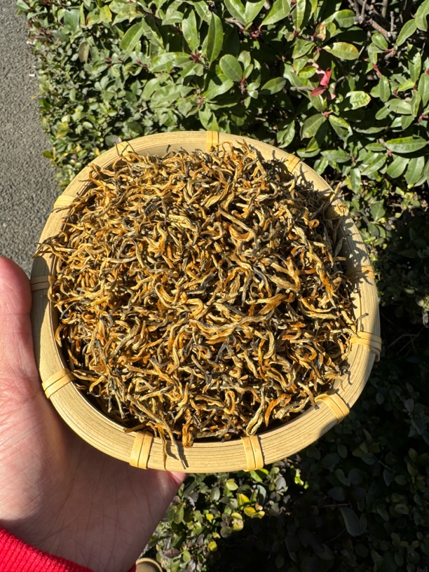 滇红贡品金丝（2024年春茶）