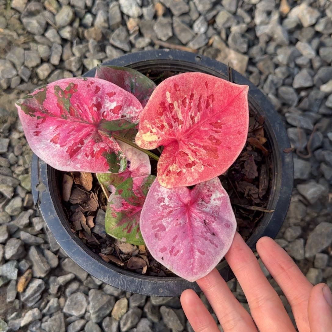 完全开放新品，脱土裸根发