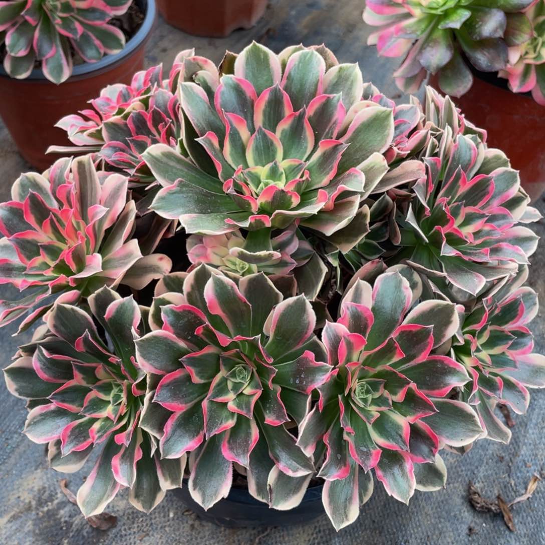 快**子658皇后精品法师老桩