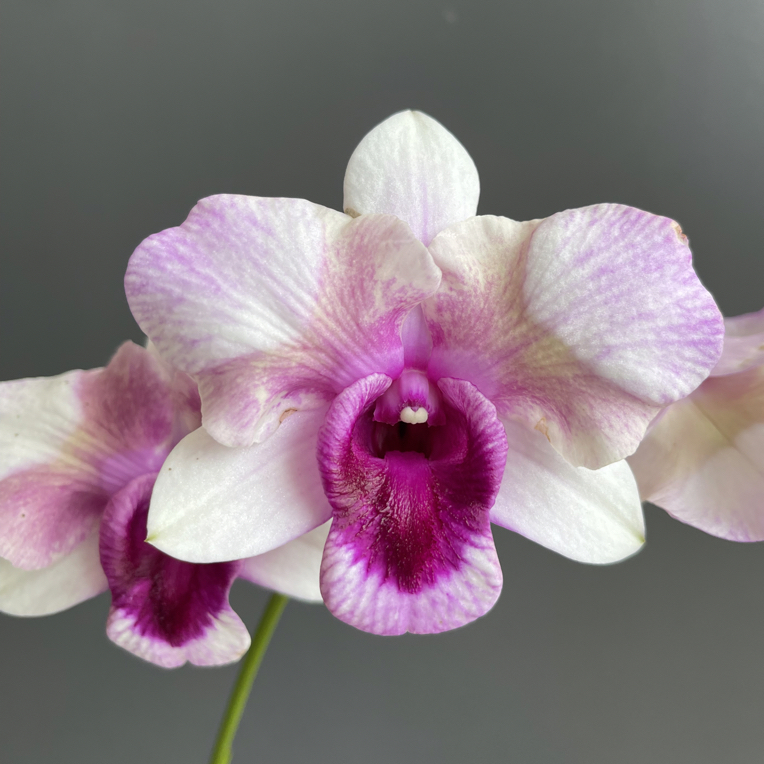 红粉知己龙王秋石斛（5度以下拍保温）稀缺大花石斛花泰国石斛兰