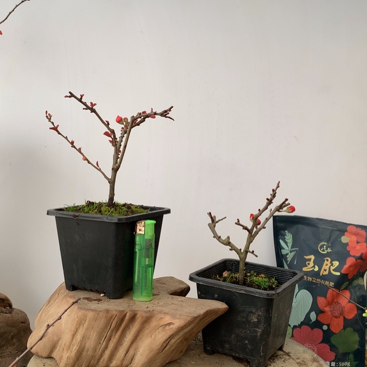 无花朵做****原生小品