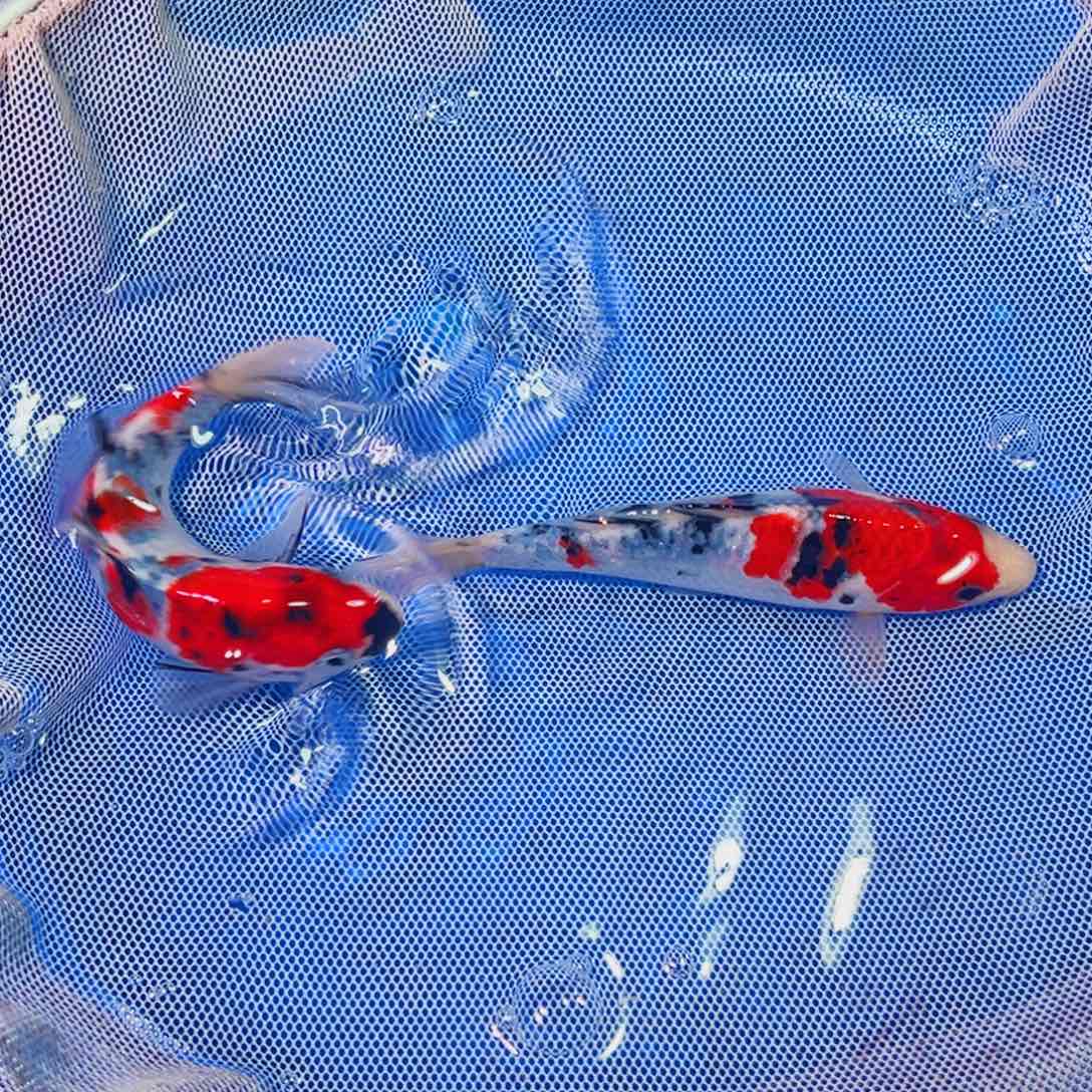 锦鲤锦鲤观赏鱼1111