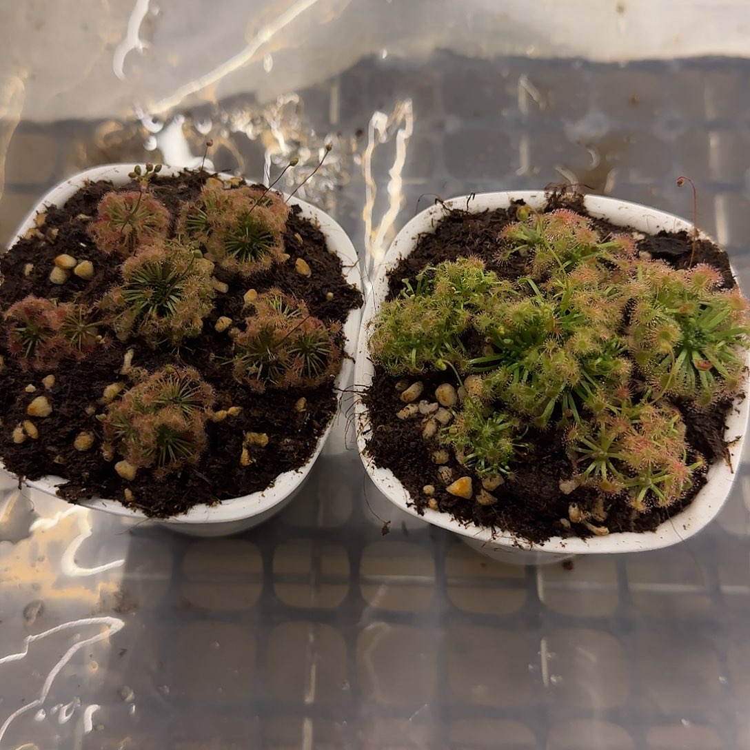 M****无花朵专拍2盆迷你茅