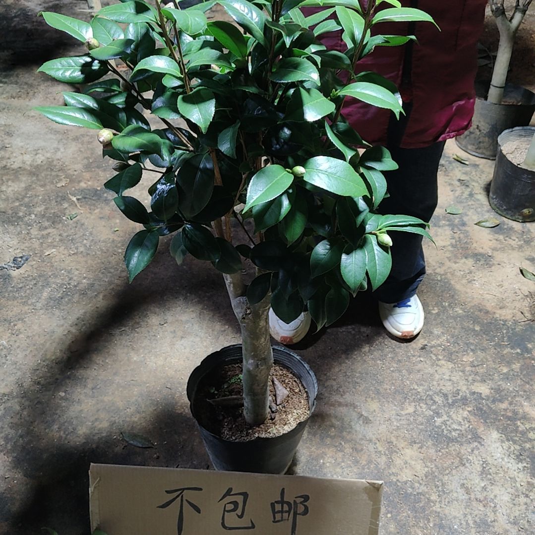 全部花苞五品混接不包邮