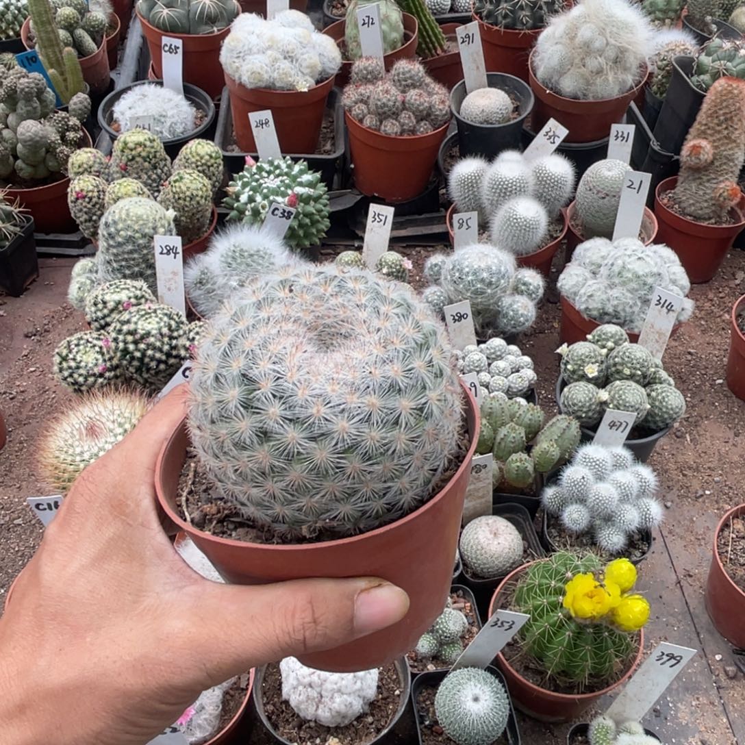 慕***蓝多肉植物仙人球系列