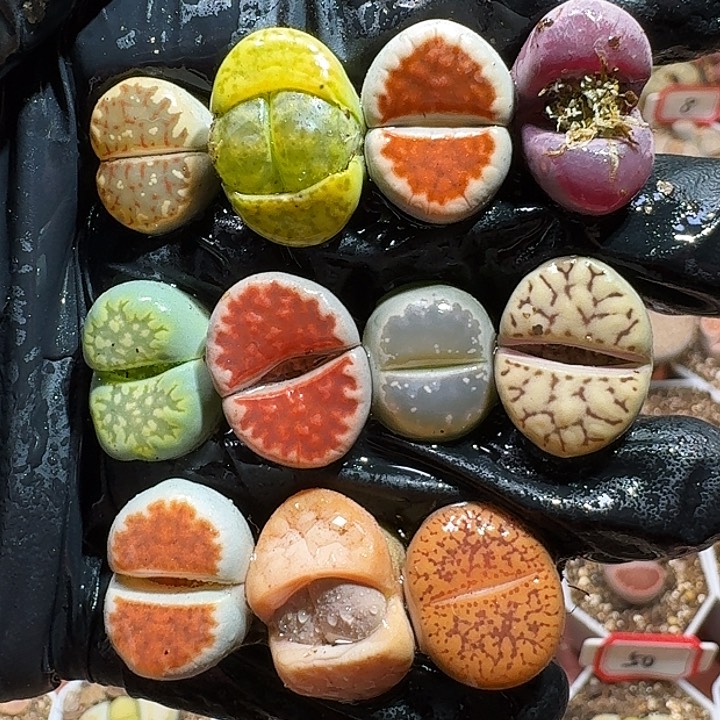 生石花11111111。   160
