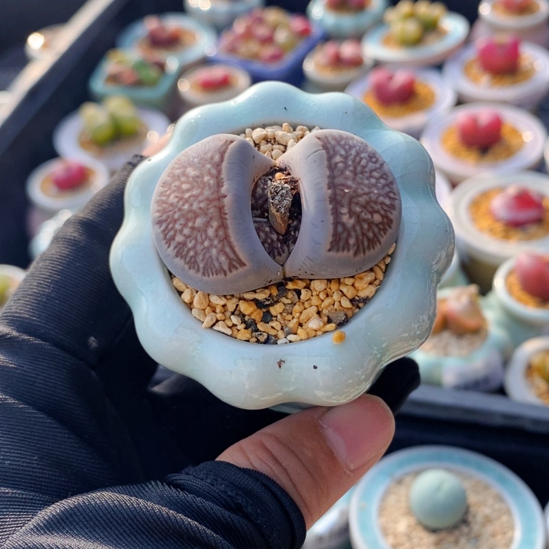 5191--一物一拍 带盆