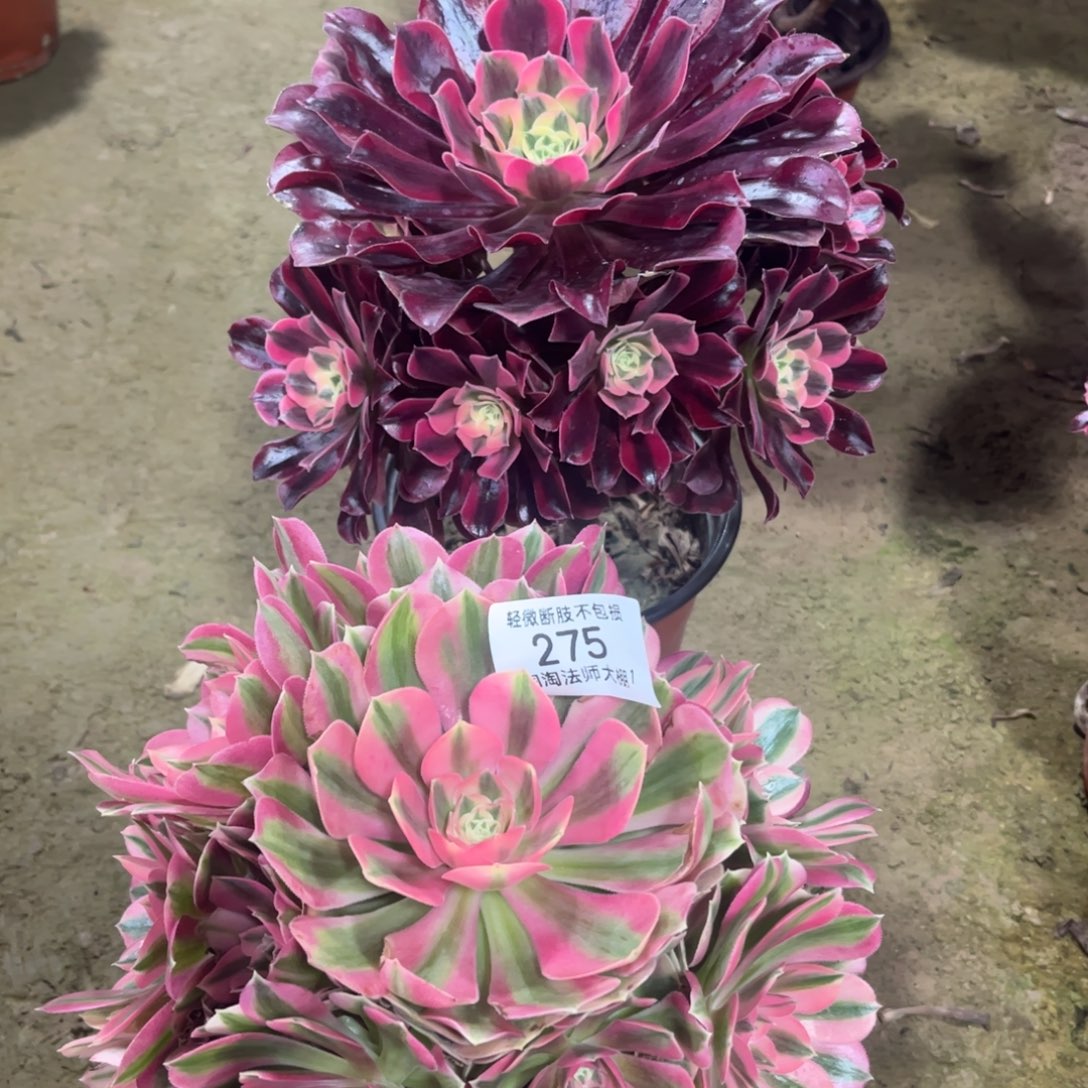 275两颗多肉植物法师