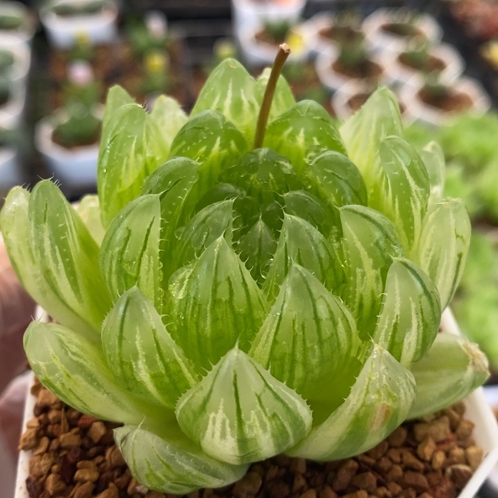 樱水晶玉露锦带盆发货