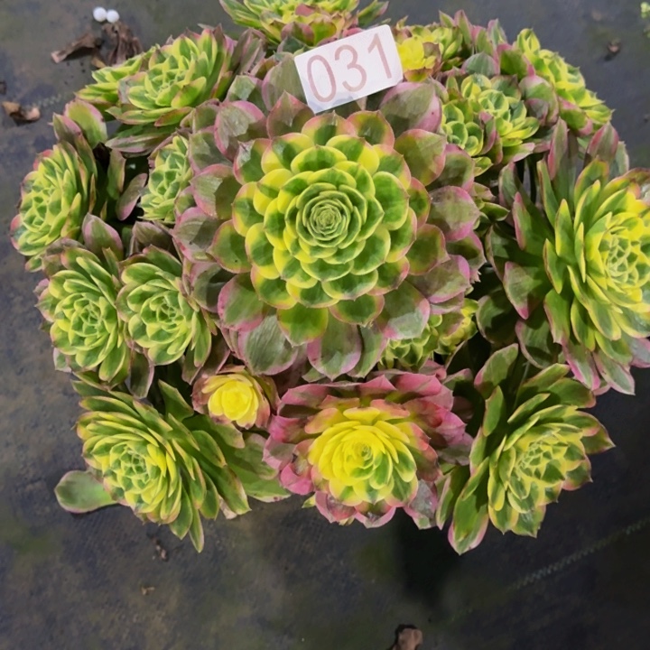 00000000031玉芙蓉福利价